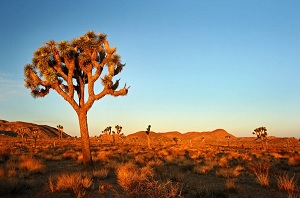 joshuatree