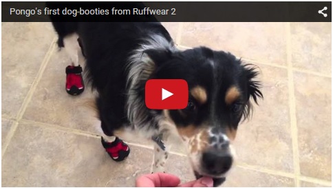 pongo dog booties